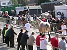 Evergem Jaarmarkt