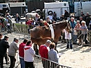 Evergem Jaarmarkt