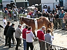Evergem Jaarmarkt