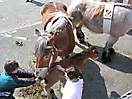 Evergem Jaarmarkt