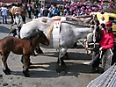 Evergem Jaarmarkt