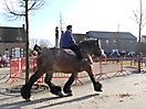 Ganzenrijden 2012