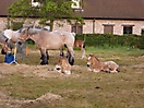 Oostduinkerke 2010