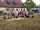 Oostduinkerke 2010