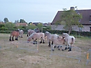 Oostduinkerke 2010