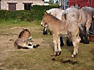 Oostduinkerke 2010