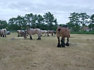 Oostduinkerke 2011