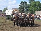 Trekpaardenhappening 2009