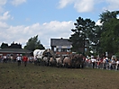 Trekpaardenhappening09