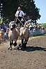 Trekpaardenhappening 2010