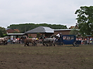 Trekpaardenhappening 2011