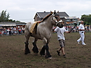 Trekpaardenhappening 2011