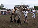 Trekpaardenhappening