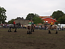 Trekpaardenhappening 2011