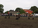 Trekpaardenhappening