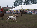 Trekpaardenhappening 2011