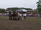 Trekpaardenhappening