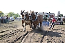 Trekpaardenhappening 2011