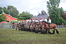 Trekpaardenhappening 2012