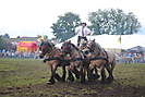 Trekpaardenhappening 2012