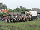 Trekpaardenhappening 2012