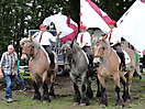 Trekpaardenhappening 2012