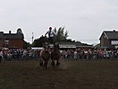 Trekpaardenhappening 2011